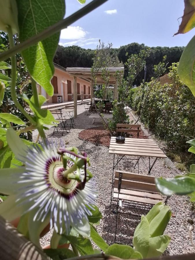 Le Palme Albinia